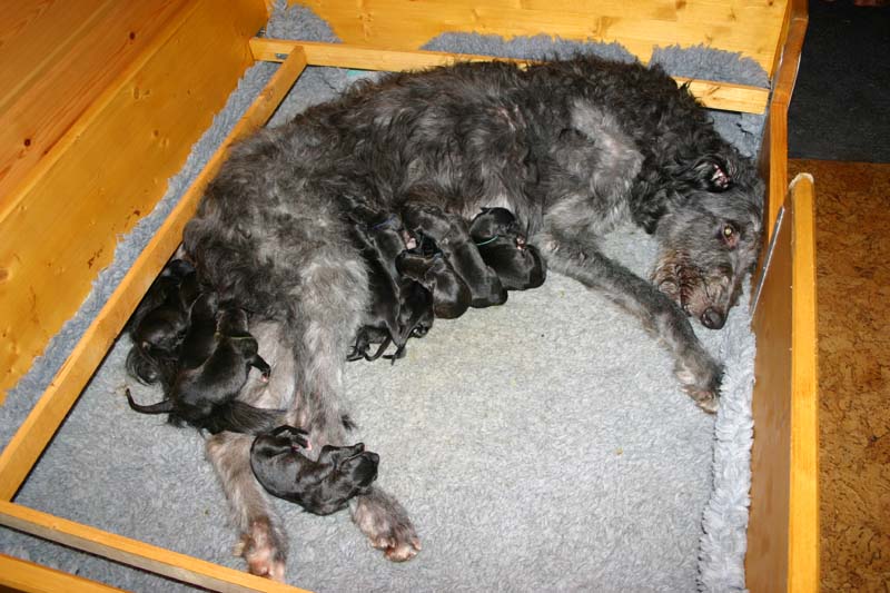 Cute Coney O'Cockaigne with her puppies
