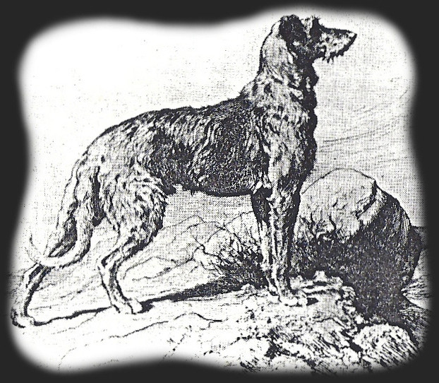 plaatje staande Deerhound