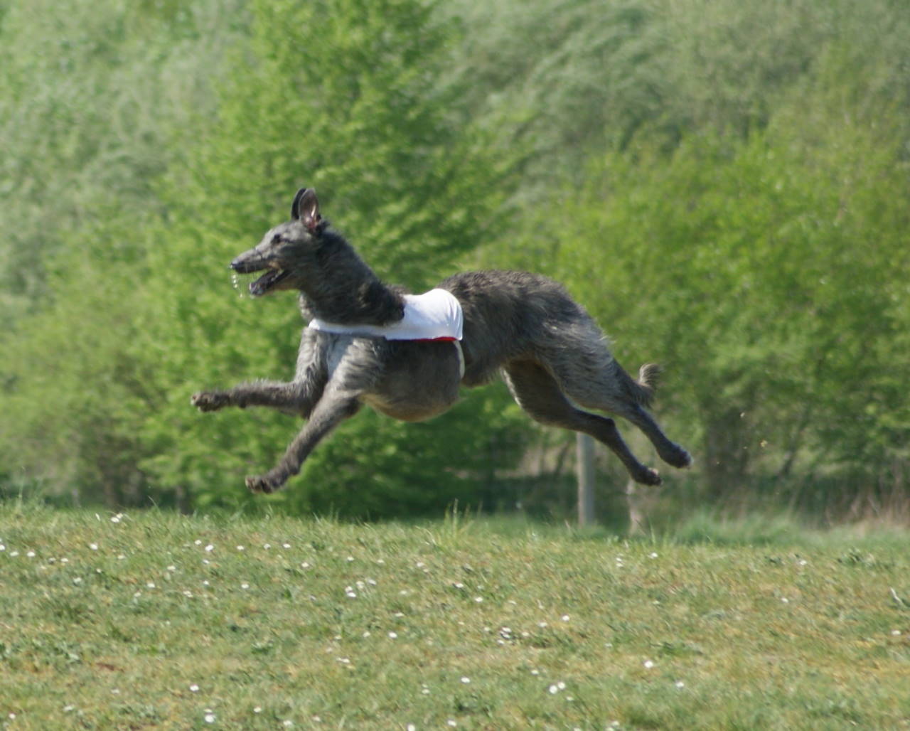 Cheytah at a coursing in Hoope