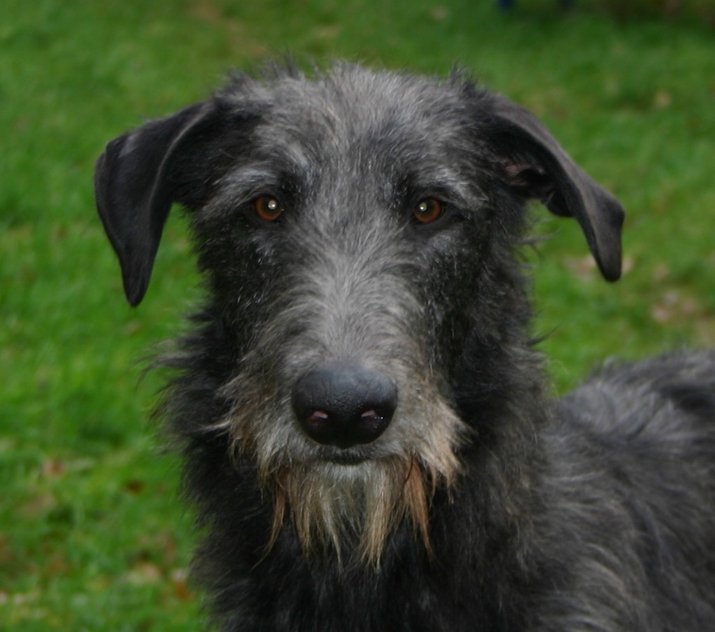 a still young Craffitsh with "funny ears"