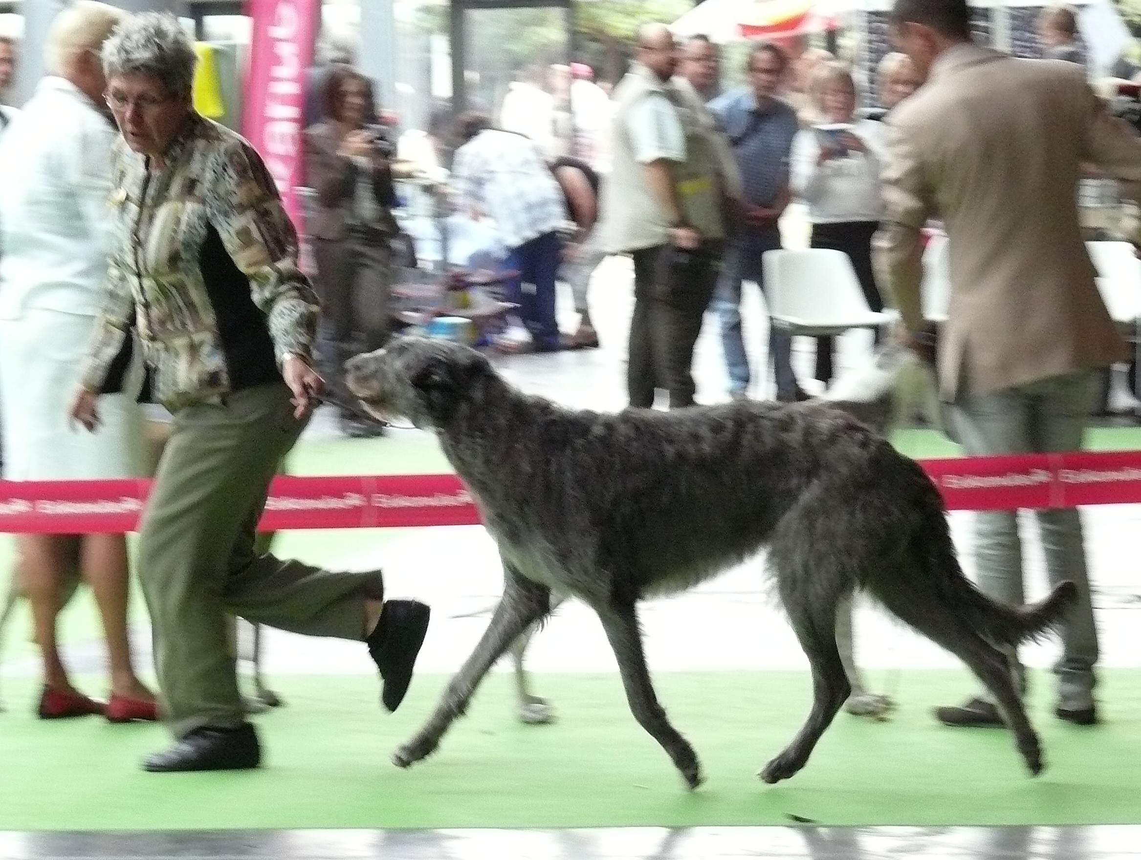 Paris 2011; Cheytah O'Cockaigne