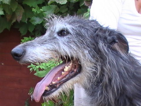 Rosslyn Magi among Shagied