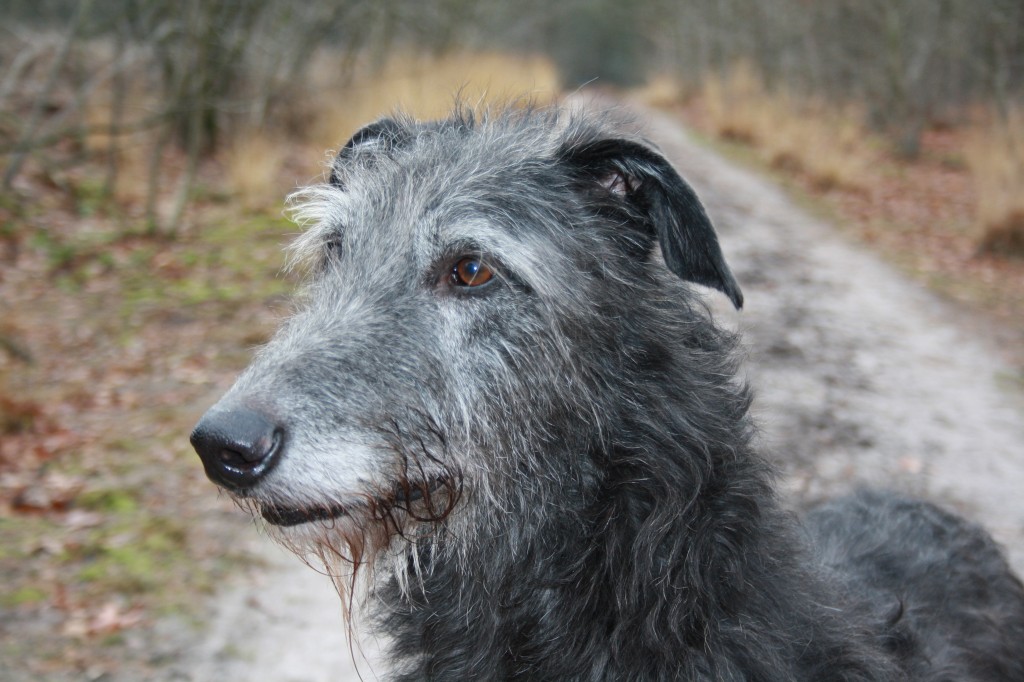 Craffitsh was but 6 years, 7 months and 25 days old.