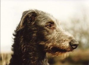 Lennon 4 months Young