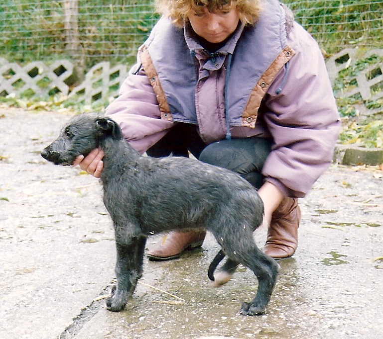 Lousy Lennon vom Welzerberg 8 weeks Young