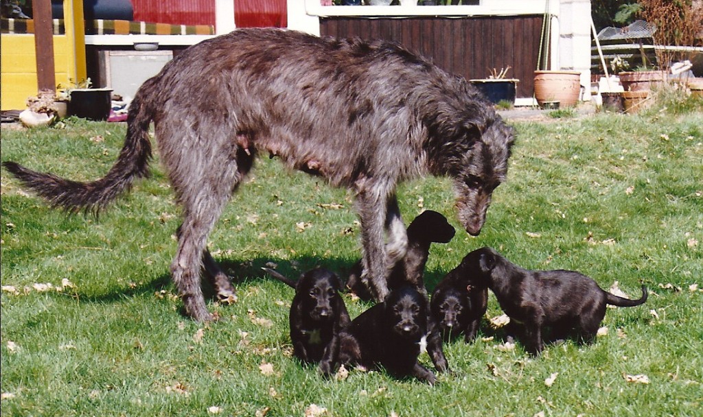 Prudence with her puppies