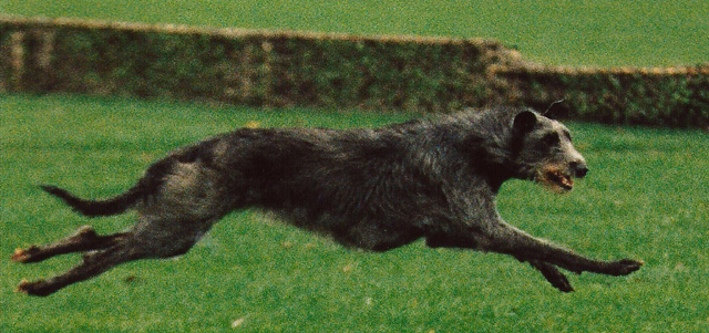 Secretis Quida (3) 001