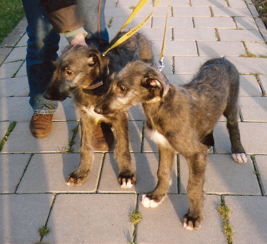 Terichline Tanager and Thistle
