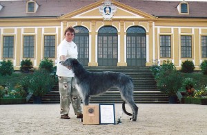 Thistle, Excelent 1 in the Working Class at the German Clubshow in Dresden.