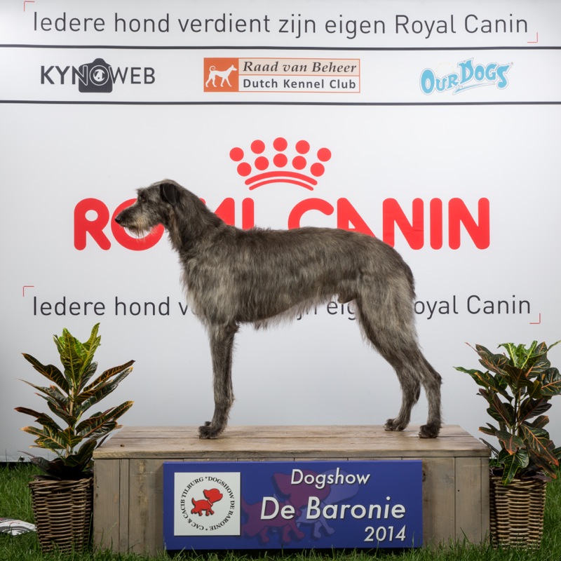 2014-5-24 Dogshow Barony 2014_Kynoweb-Ernst von Scheven_May 24, 2014_12_43_07