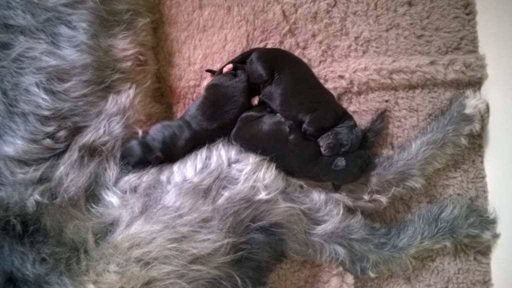 WP_20150328_12_08_08_Pro