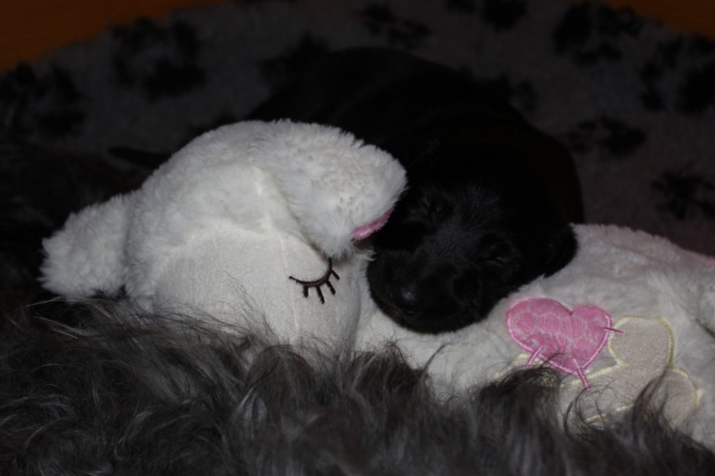 A trio of Cytaugh, Sleepsheep and Cearrean