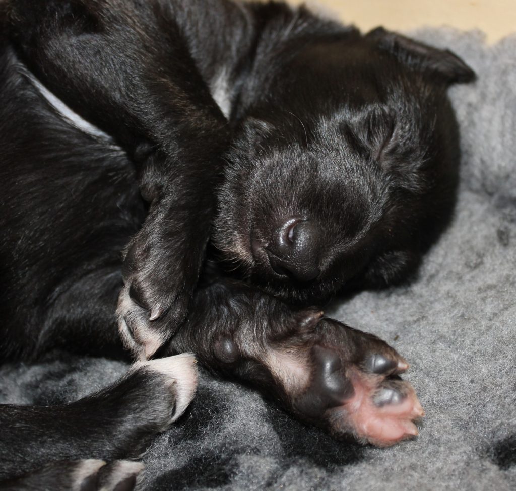 Cearrean 16 days young