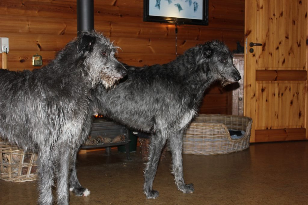 Brandir and Chidish are very interested