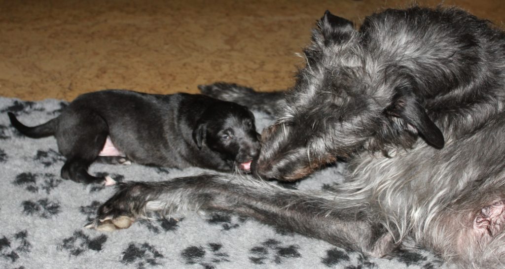 He prefers to bite in noses!