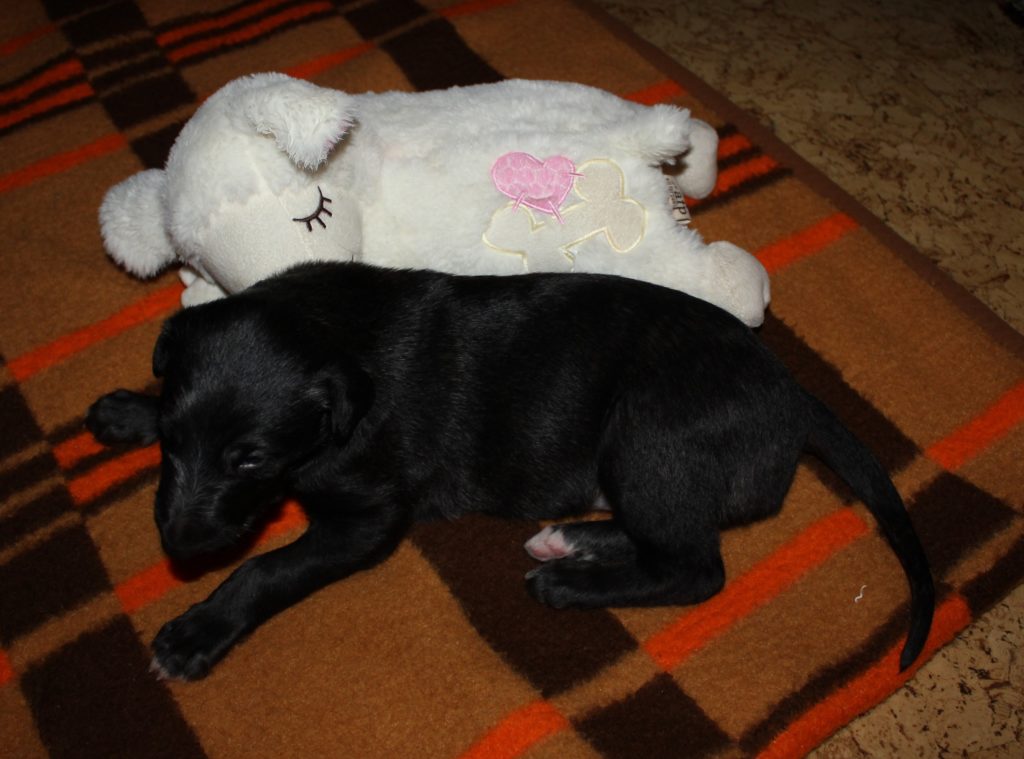 Cearrean Argyll, 18 days young