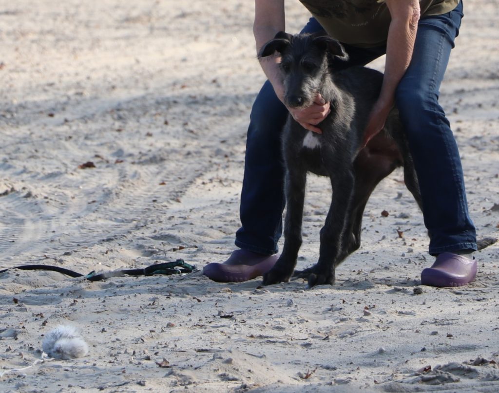 Totally focused on the hare