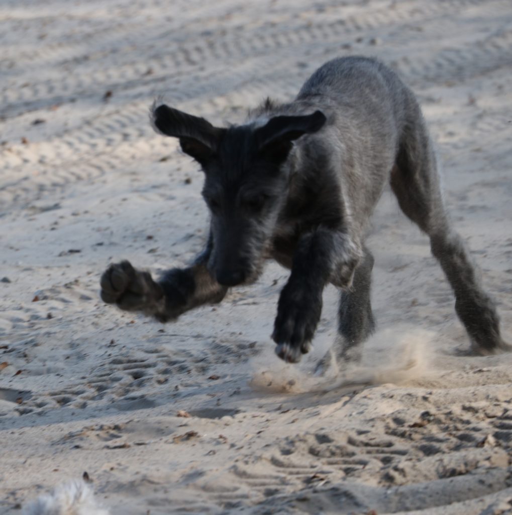 And almost a 'flying kill' with 'flying ears'.