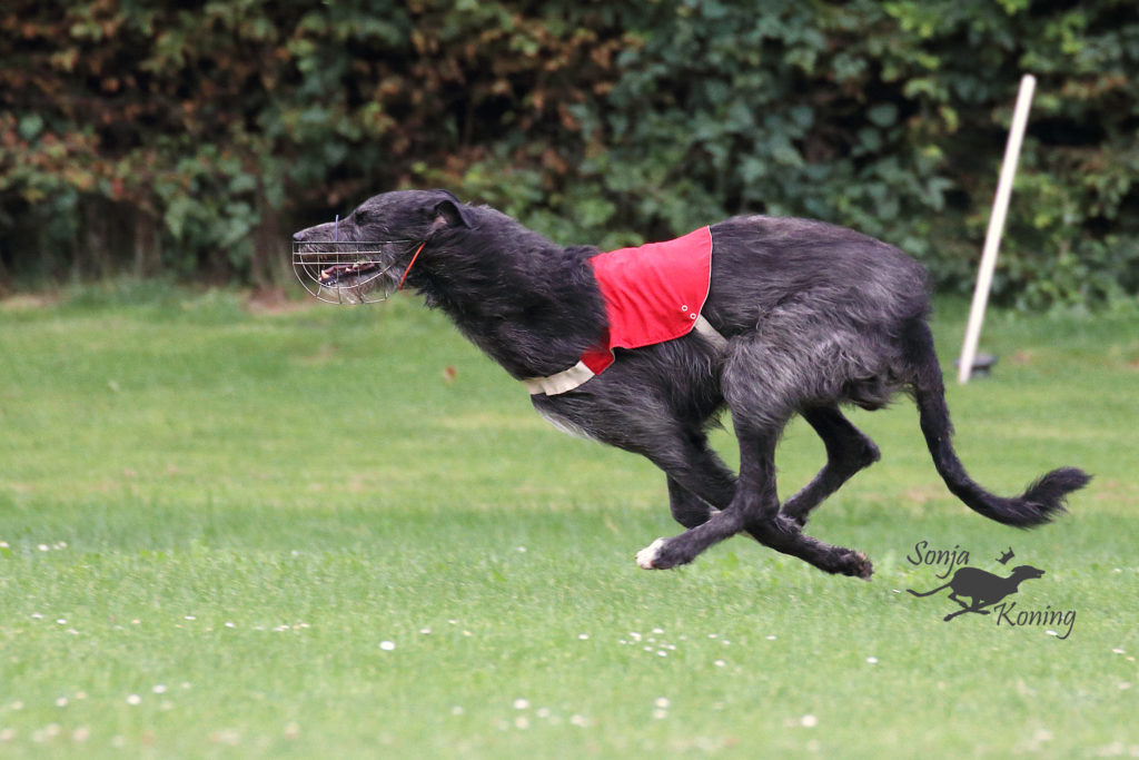 Chidish during the coursing at Lelystad