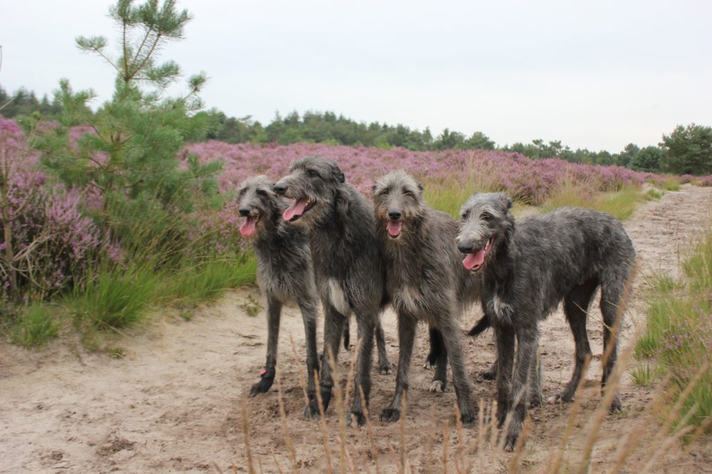 Cytaugh, Chidish, Brandir and Cearrean