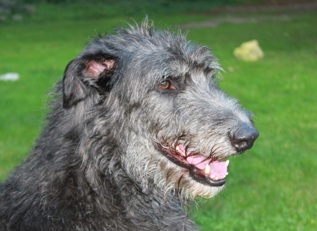 Chidish, not yet 4,5 years old