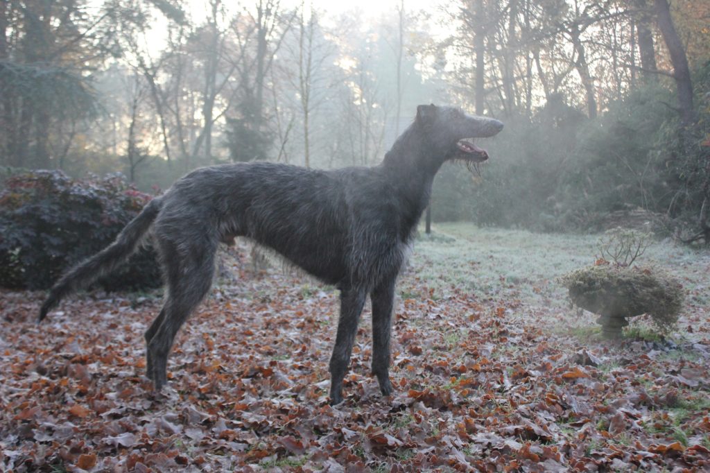 Cearrean Argyll, 11 months and 2 weeks