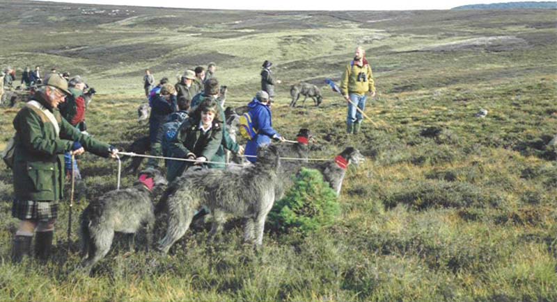 Simon as "Flagman" during a live-coursing on the moors of Lochindorb