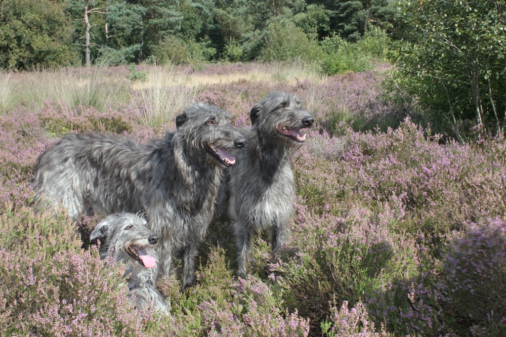 Caintha, Calhoun und Brandir.