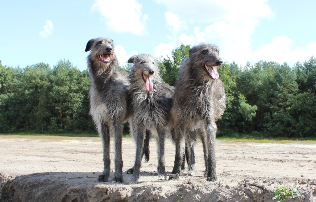 Brandir, Caintha und Calhoun.