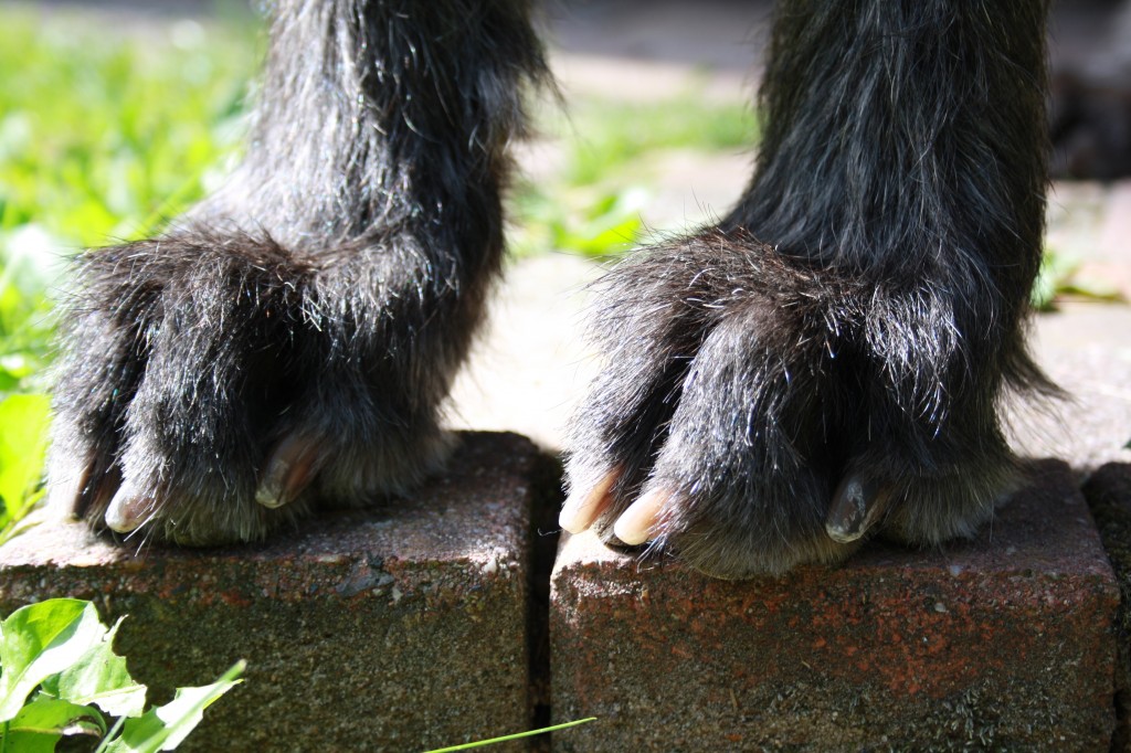 Feet with rubber balls