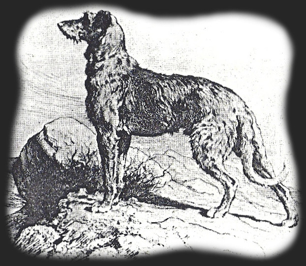 Picture Standing Deerhound
