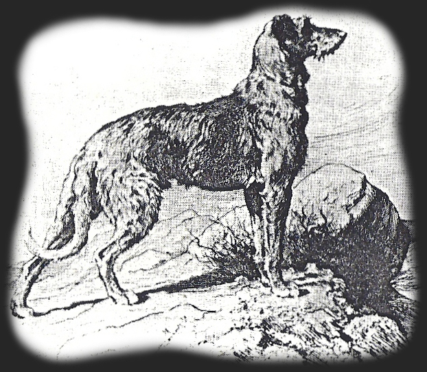 A Deerhound consists of curved lines.