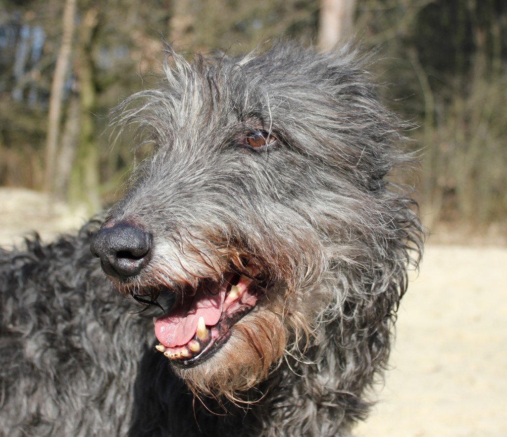 "The love of my life", Cute Coney. Deze foto is genomen op haar tiende verjaardag. IMG_8948 - kopie