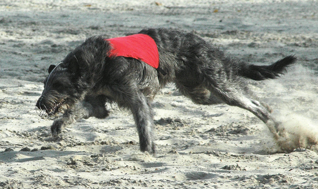 Coney in actie op Rono Strand