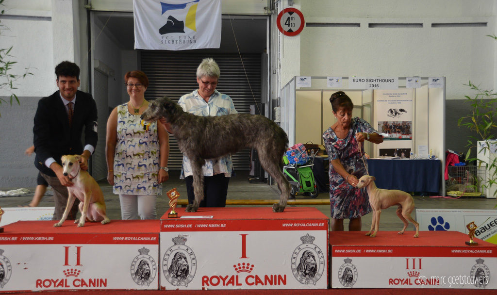 vision-euro-sighthound-show-2016