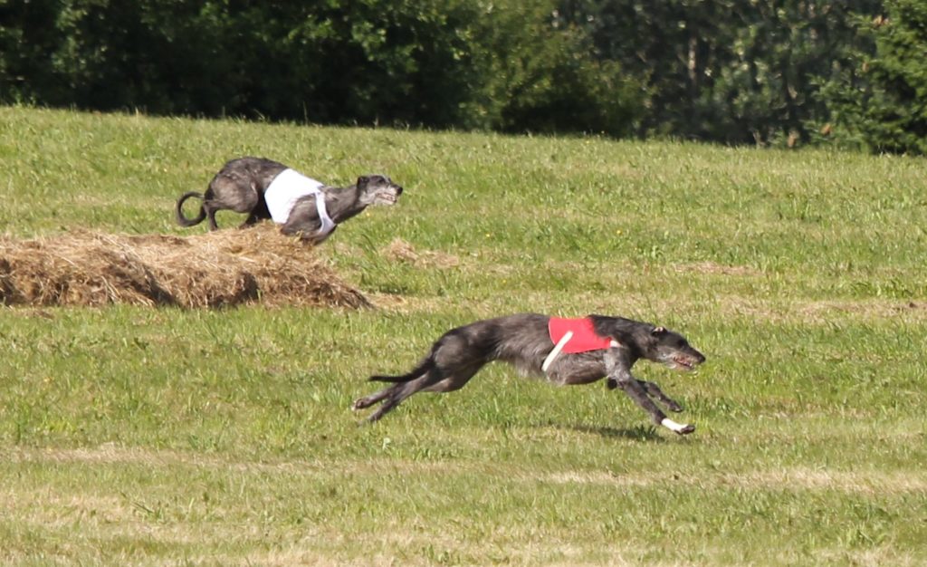 FCI World Championship and CSS World Winner event 2022 - Lure Coursing